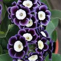 Primrose Seeds – Violet