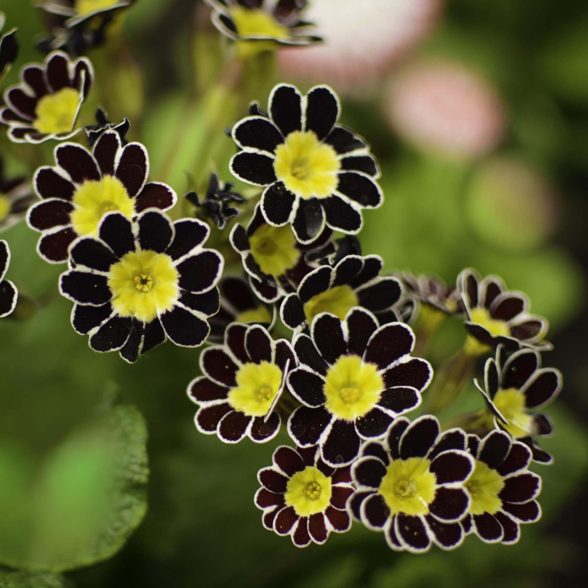 Primrose Seeds – Yellow Black