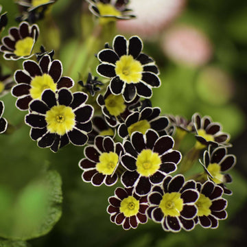 Primrose Seeds – Yellow Black