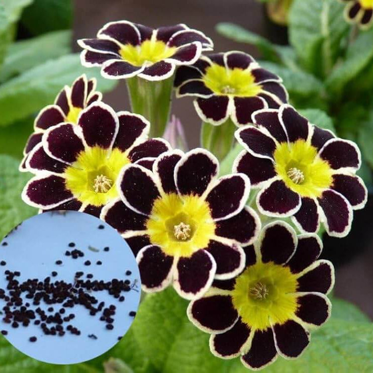 Primrose Seeds – Yellow Black