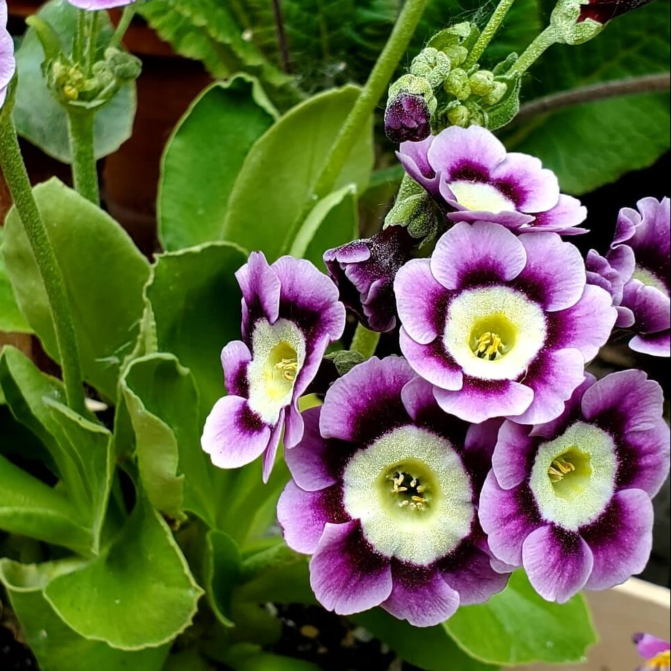Primrose Seeds – Violet