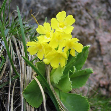 Primula Seeds – Auricula