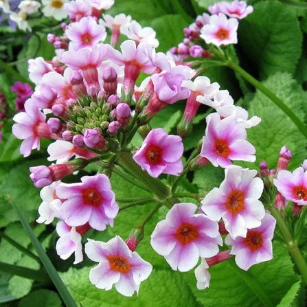 Primula Japonica Seeds – Japanese