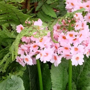 Primula Japonica Seeds – Japanese