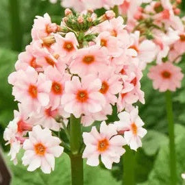 Primula Japonica Seeds – Japanese