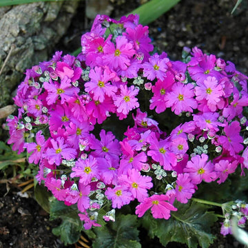Primula Seeds – Lavender