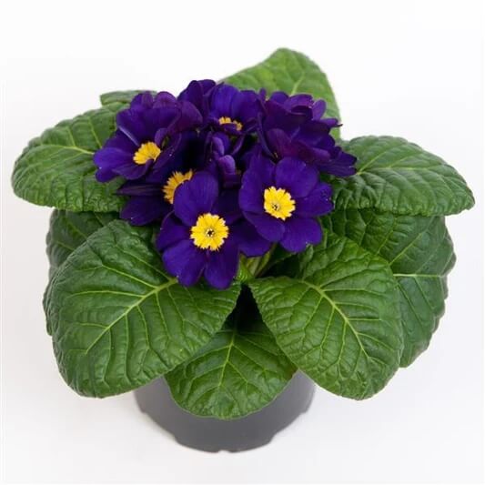 Primula Seeds – Navy Blue