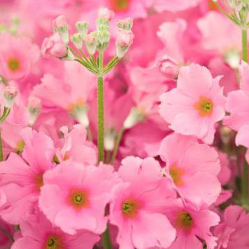 Primula Seeds – Pink