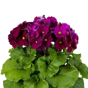 Primula Seeds – Violet