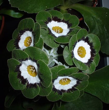 Primula Seeds – Black Green
