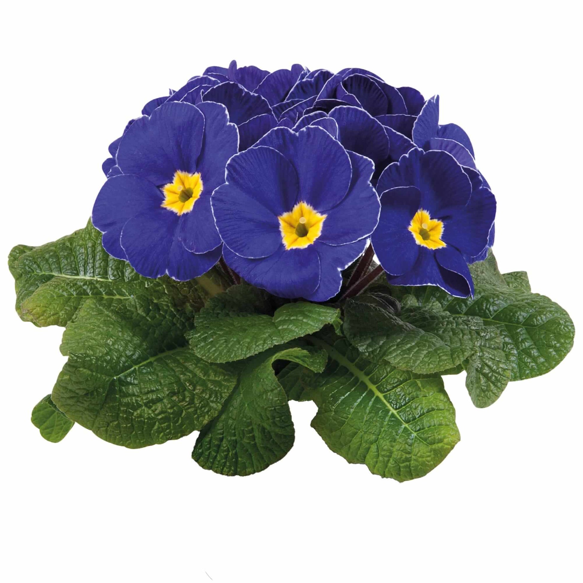 Primula Seeds – Navy Blue