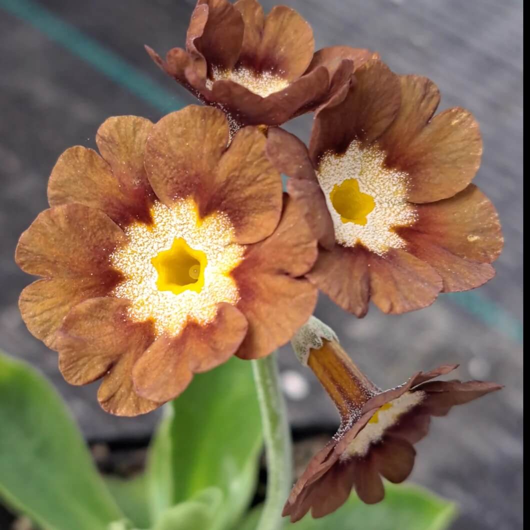 Primula Seeds – Yellow Brown