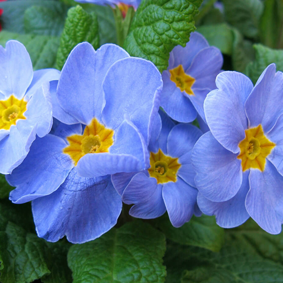 Primula Seeds – Blue