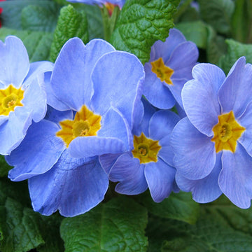 Primula Seeds – Blue