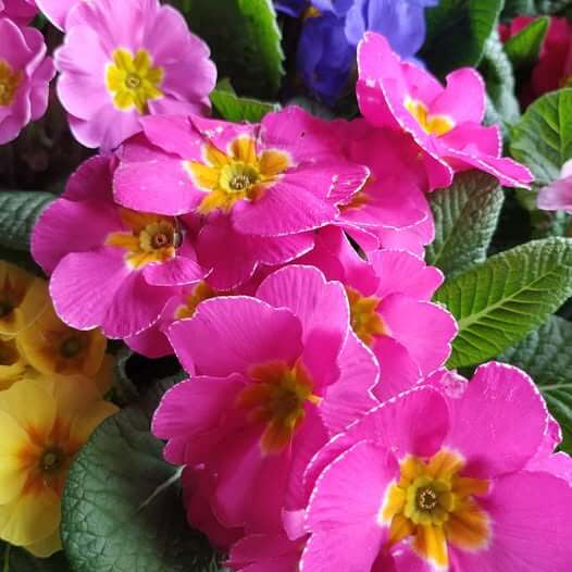 Primula Seeds – Dark Pink