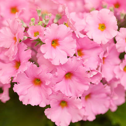 Primula Seeds – Pink