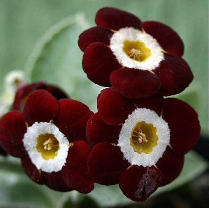 Primula Seeds - All In One For Home Gardens 