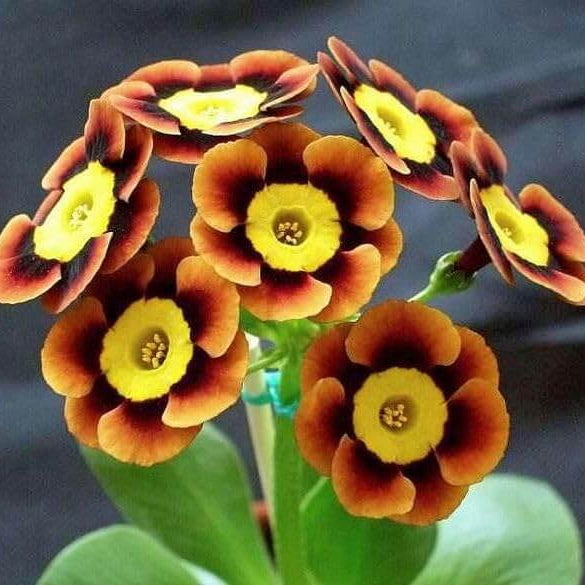 Primula Seeds - All In One For Home Gardens 