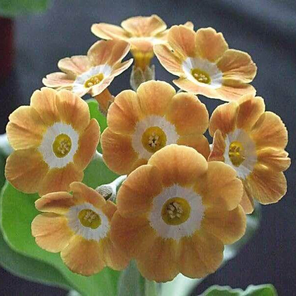 Primula Seeds - All In One For Home Gardens 