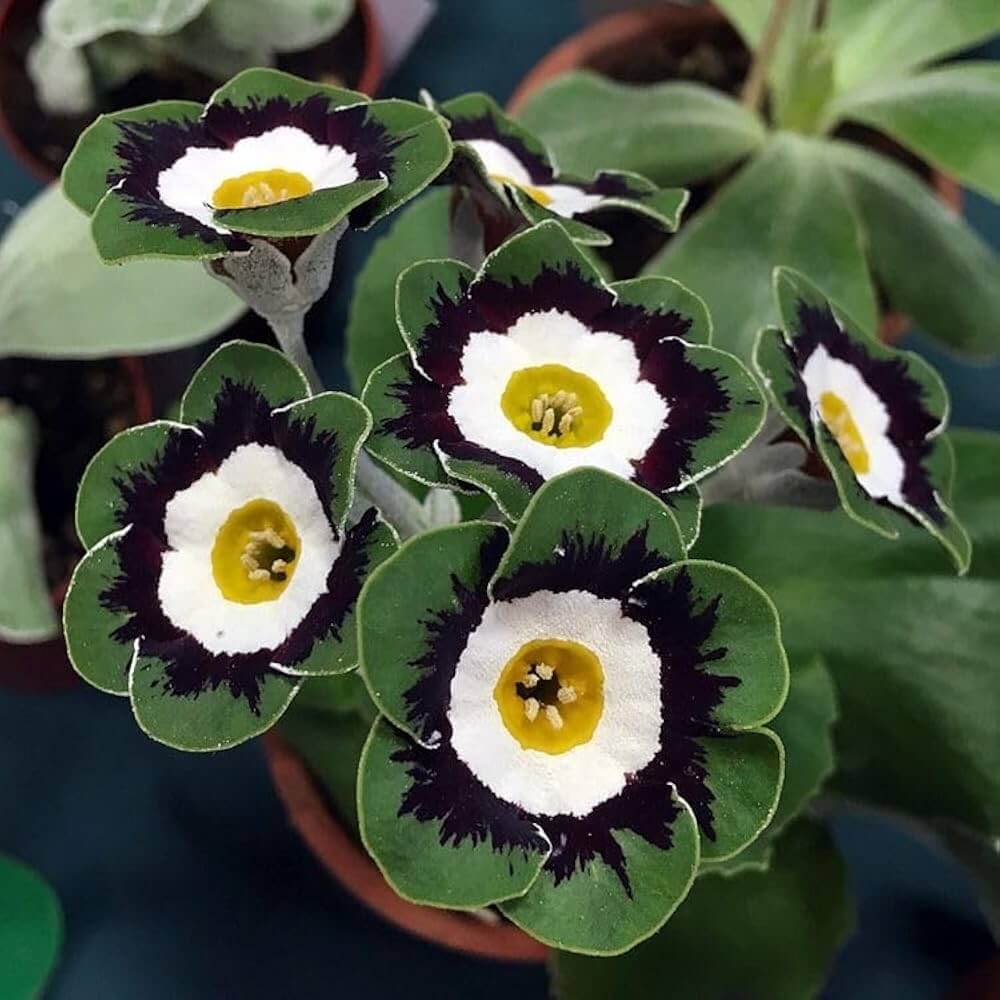 Primula Seeds - All In One For Home Gardens 
