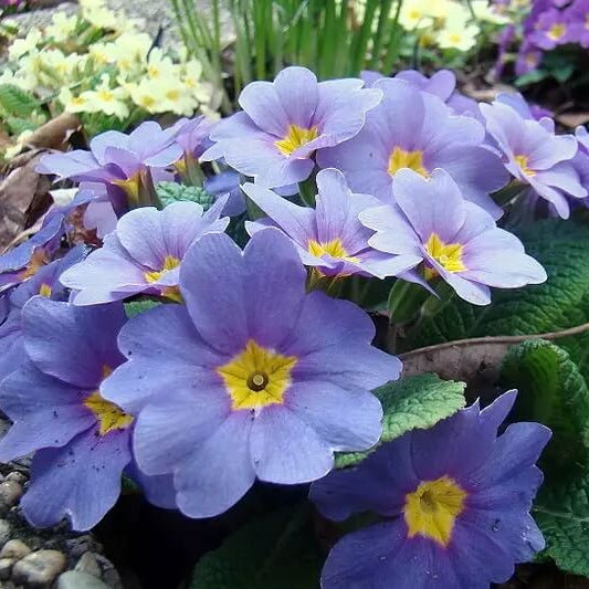 Primula Seeds – Blue