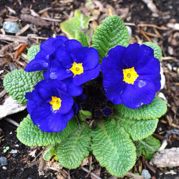 Primula Seeds – Blue Yellow