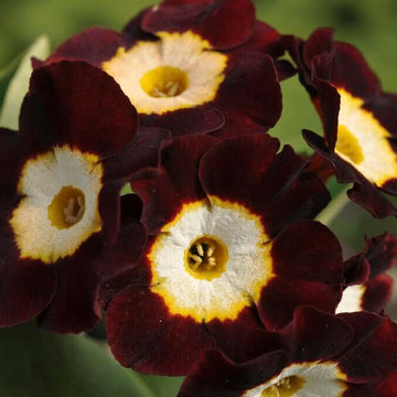 Primula Seeds – Brown Auricula 