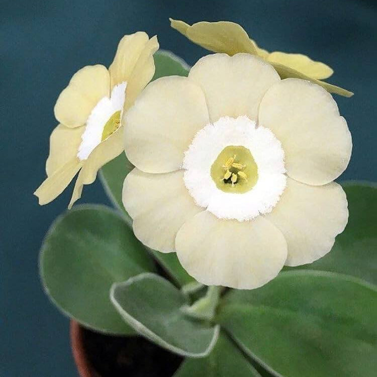 Primula Seeds – Cream