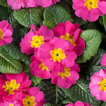Primula Seeds – Dark Pink