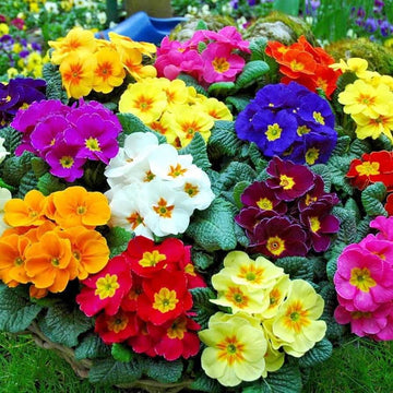 Primula Seeds – Multi-Colored