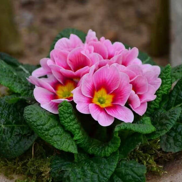 Primula Seeds – Orange Pink