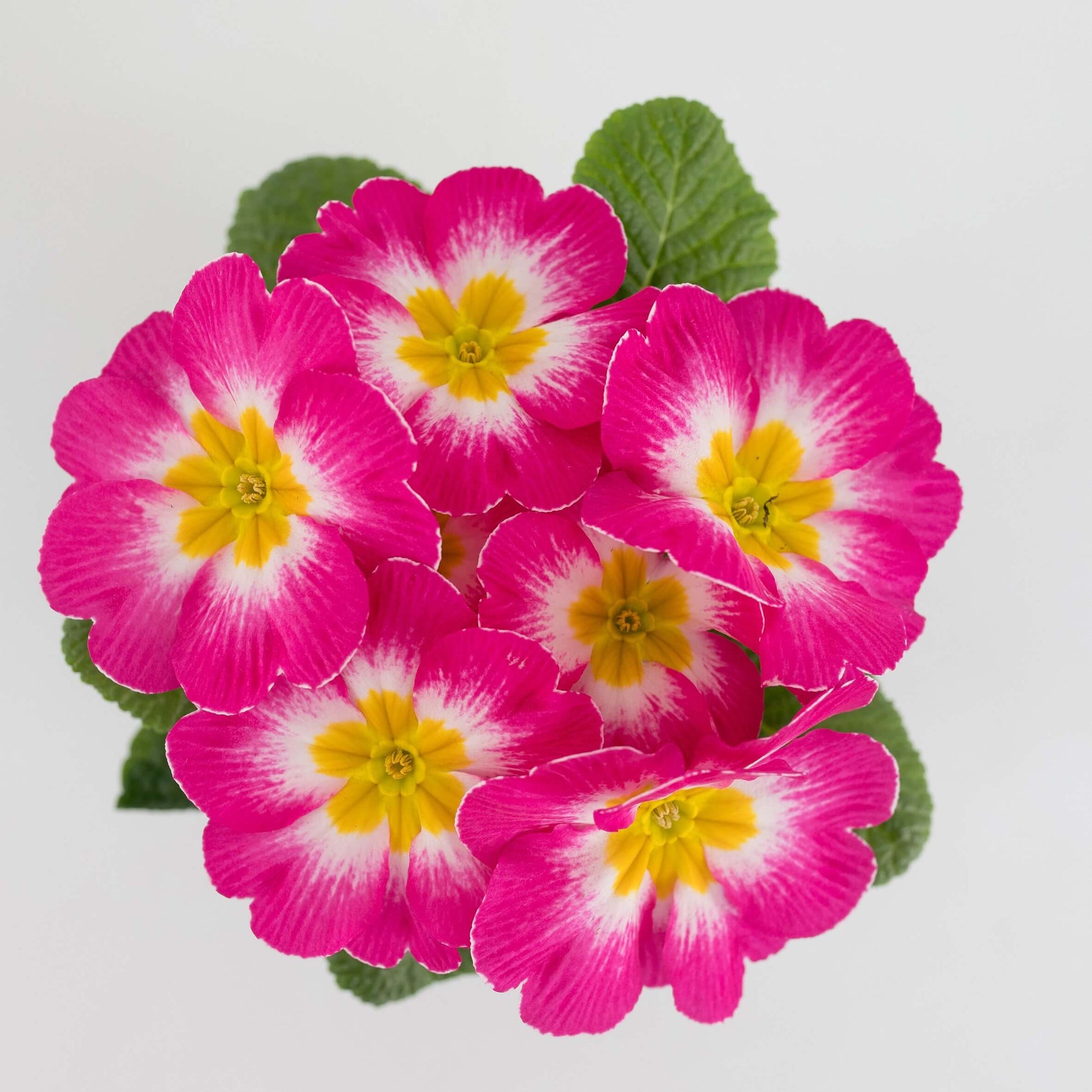 Primula Seeds – Pink Red