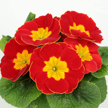 Primula Seeds – Red Yellow