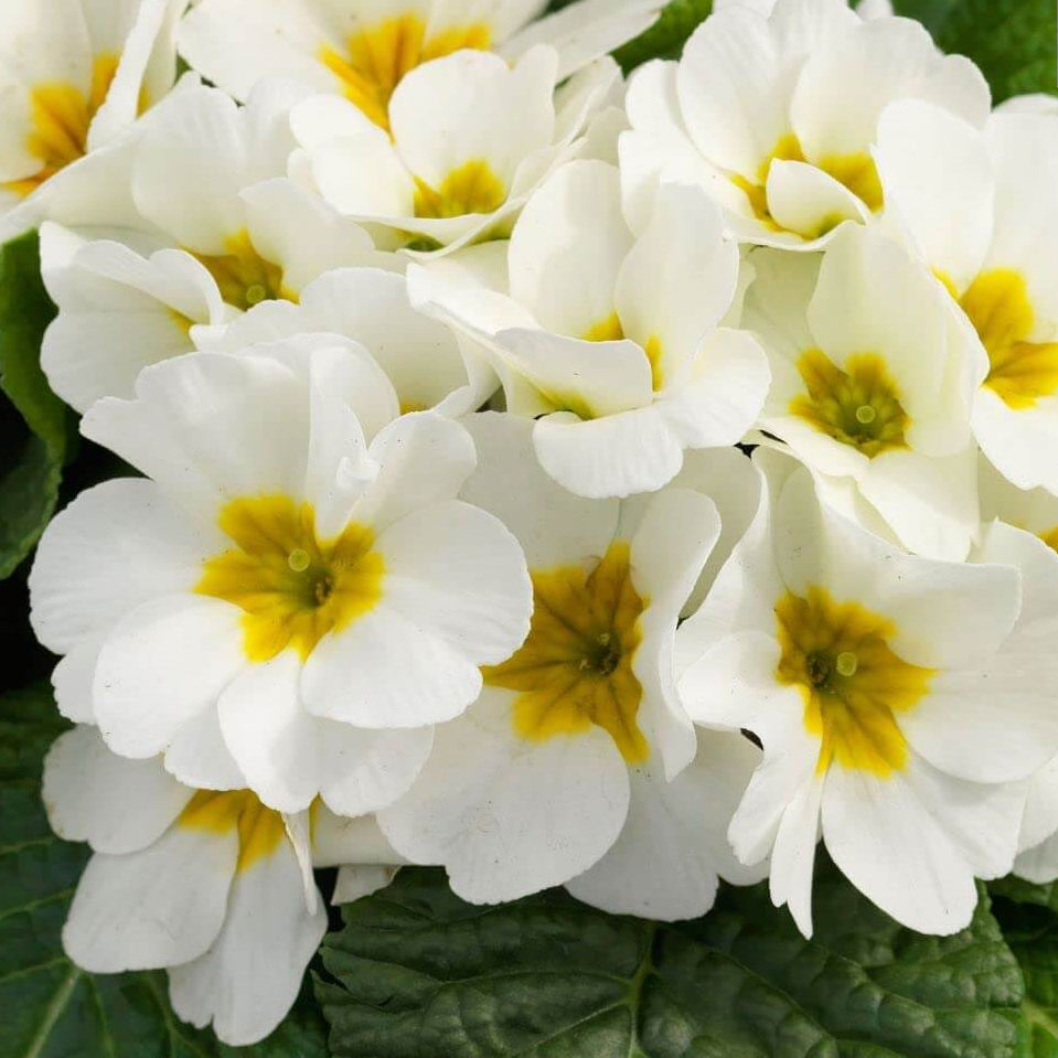 Primula Seeds – White