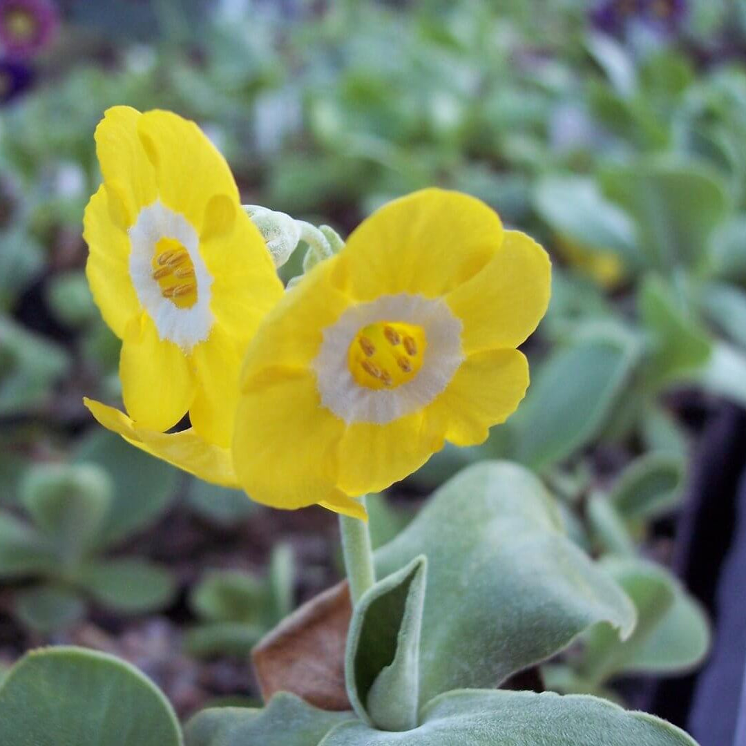 Primula Seeds – Yellow Auricula 