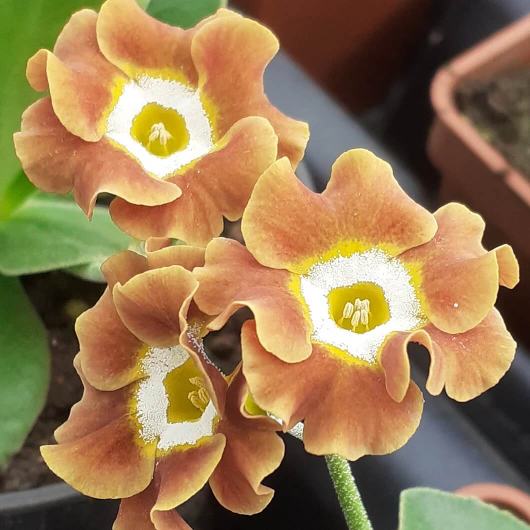 Primula Seeds – Yellow Brown