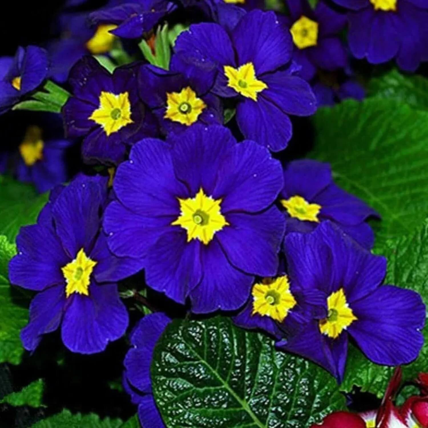 Primula Seeds – Blue Yellow