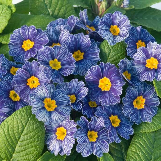 Primula Seeds – Blue Zebra