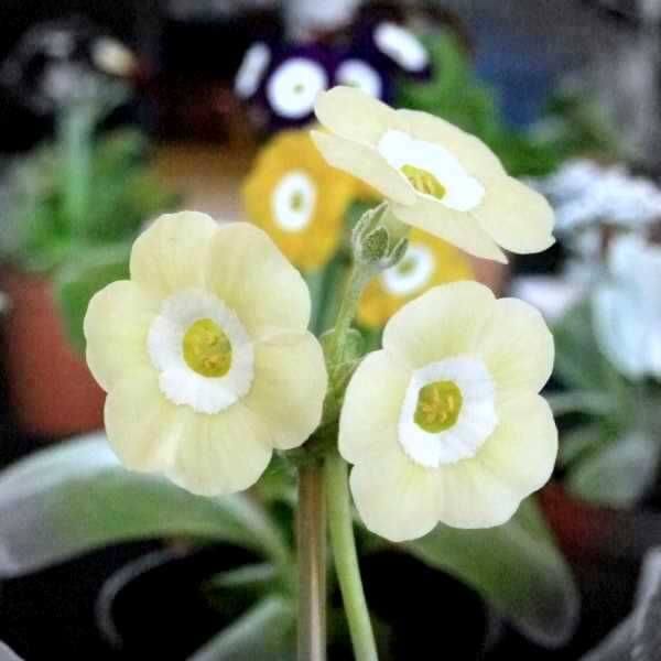 Primula Seeds – Cream