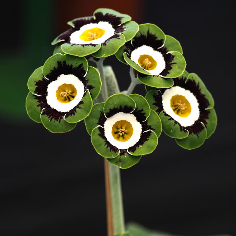 Primula Seeds – Green White
