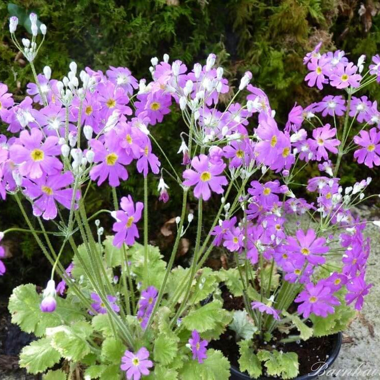 Primula Seeds – Lavender