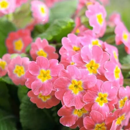 Primula Seeds – Orange Pink