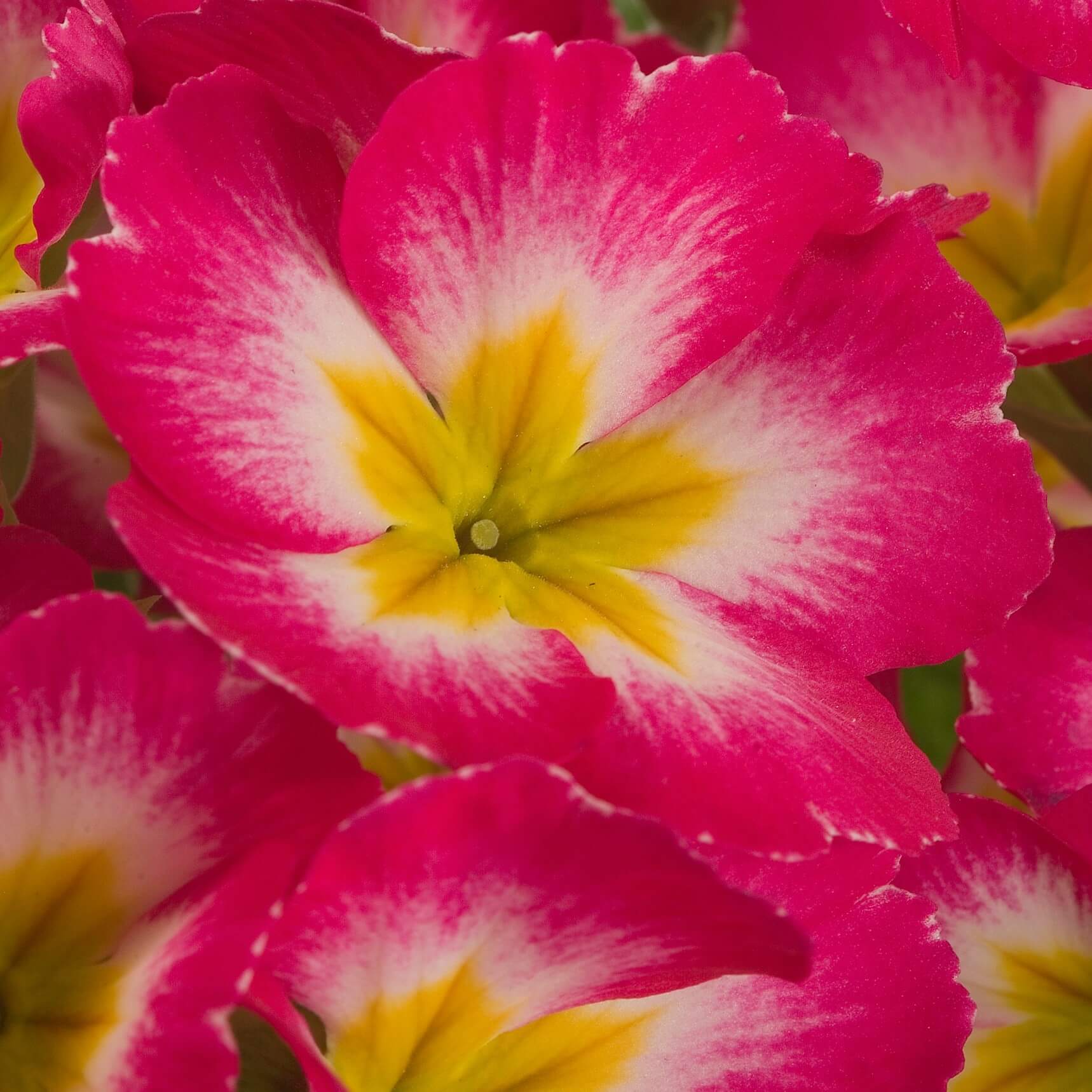 Primula Seeds – Pink Red