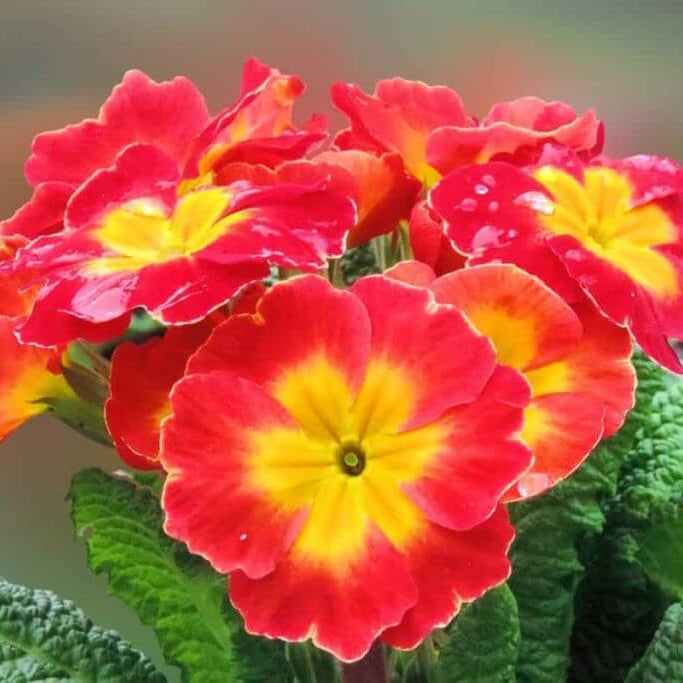 Primula Seeds – Red Yellow