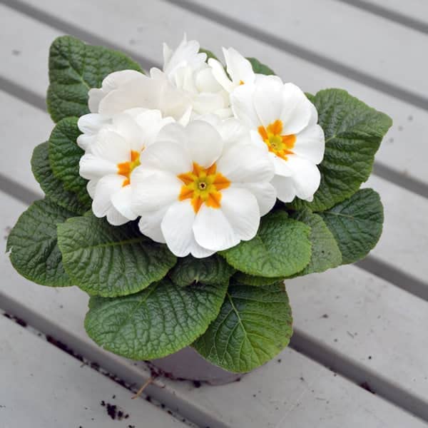 Primula Seeds – White