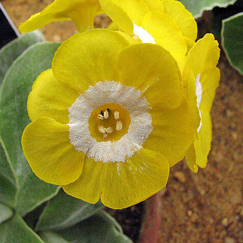 Primula Seeds – Yellow Auricula 