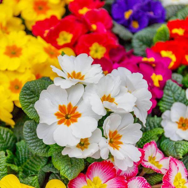 Primula Seeds – Multi-Colored