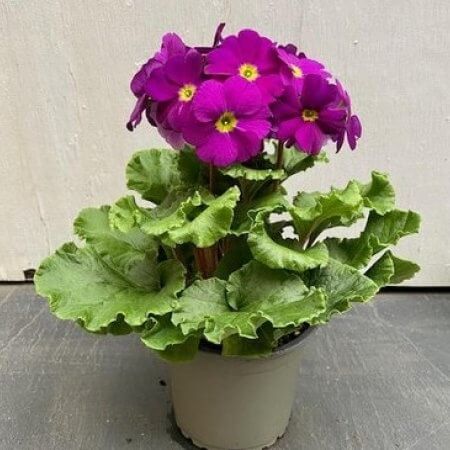 Primula Seeds – Violet