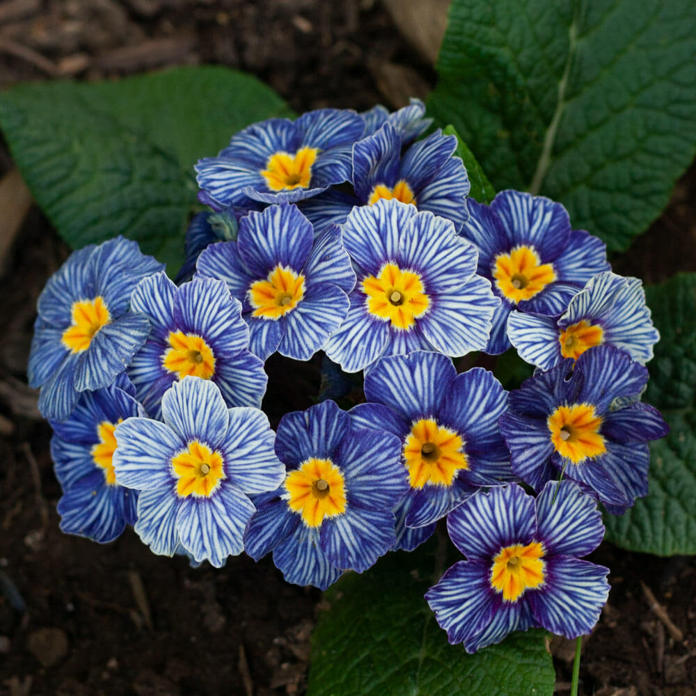Primula Seeds – Acaulis Light Blue