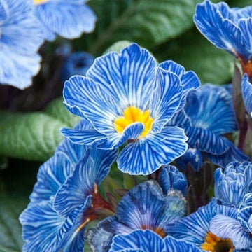 Primula Seeds – Acaulis Light Blue